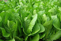 Romaine Lettuce Seeds 1000+ Parris Island Cos Organic Heat Tolerant Lactuca sativa for Salad Gardening