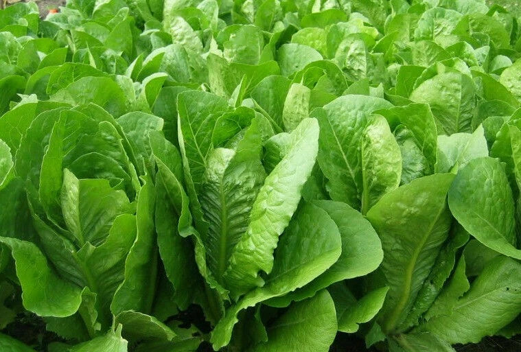Romaine Lettuce Seeds 1000+ Parris Island Cos Organic Heat Tolerant Lactuca sativa for Salad Gardening