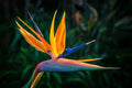 Bird of Paradise Flower Seeds - 5 Seeds, Strelitzia reginae, Exotic Tropical Garden Plant for Landscaping