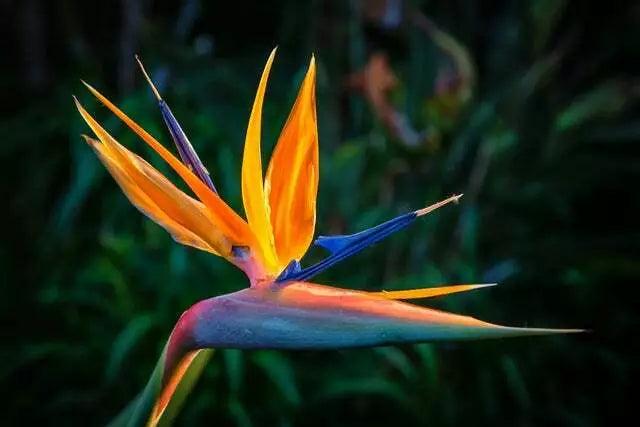 Bird of Paradise Flower Seeds - 5 Seeds, Strelitzia reginae, Exotic Tropical Garden Plant for Landscaping