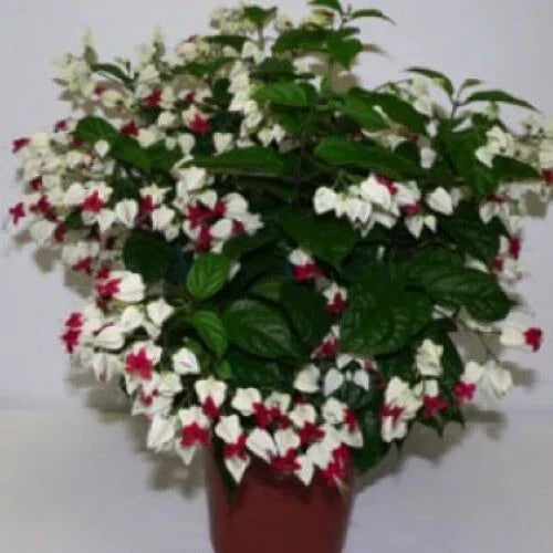 Bleeding Heart Plant Starter - White & Red Blooms - Clerodendrum thomsoniae - Bare Root Climbing Vine for Garden & Container