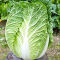 Kyoto No 3 Japanese Napa Cabbage Seeds - Brassica rapa var. nipposinica, 400+ Seeds for Chinese Lettuce, Bok Choy, Stir-fry & Salad