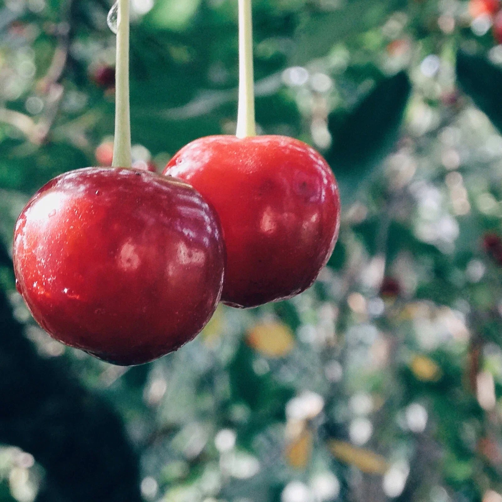 Evans Cherry Tree Seeds - 20 Pack - Tart Fruits for Baking & Preserves - Prunus cerasus 'Evans' - Edible Garden Seeds