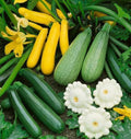Summer Squash Seeds Mix - 5 Species Zucchini Patty Pan Crookneck Straightneck Scallop Cucurbita pepo