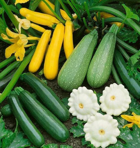 Summer Squash Seeds Mix - 5 Species Zucchini Patty Pan Crookneck Straightneck Scallop Cucurbita pepo