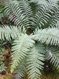 Cinnamon Fern Live Rooted Plants 5-Pack Osmundastrum cinnamomeum Native Shade Garden, Wetlands