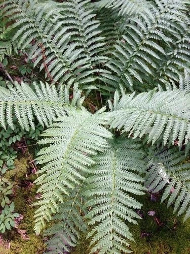 Cinnamon Fern Live Rooted Plants 5-Pack Osmundastrum cinnamomeum Native Shade Garden, Wetlands