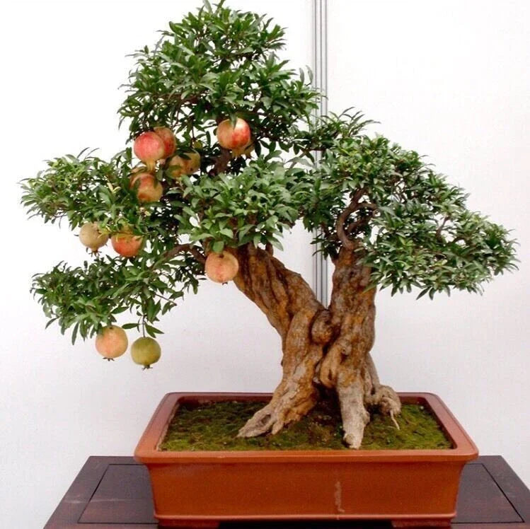 Bonsai Pomegranate Seeds 50pcs - Punica granatum - Miniature Fruit Tree for Indoor & Outdoor Gardening