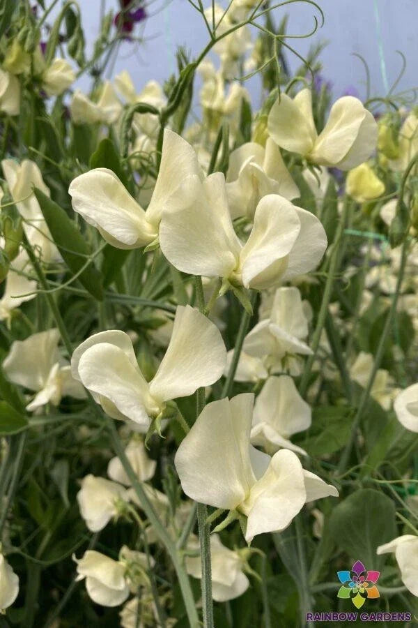 Primrose Sweet Pea Seeds - 50+ Pack, Climbing Vine, Fragrant Flowers, Lathyrus odoratus, Garden Planting, USA Grown