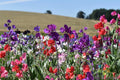 Knee-High Sweet Pea Seeds Mix - Lathyrus odoratus - Fragrant, Colorful Climbing Annual Seeds for Garden Planting