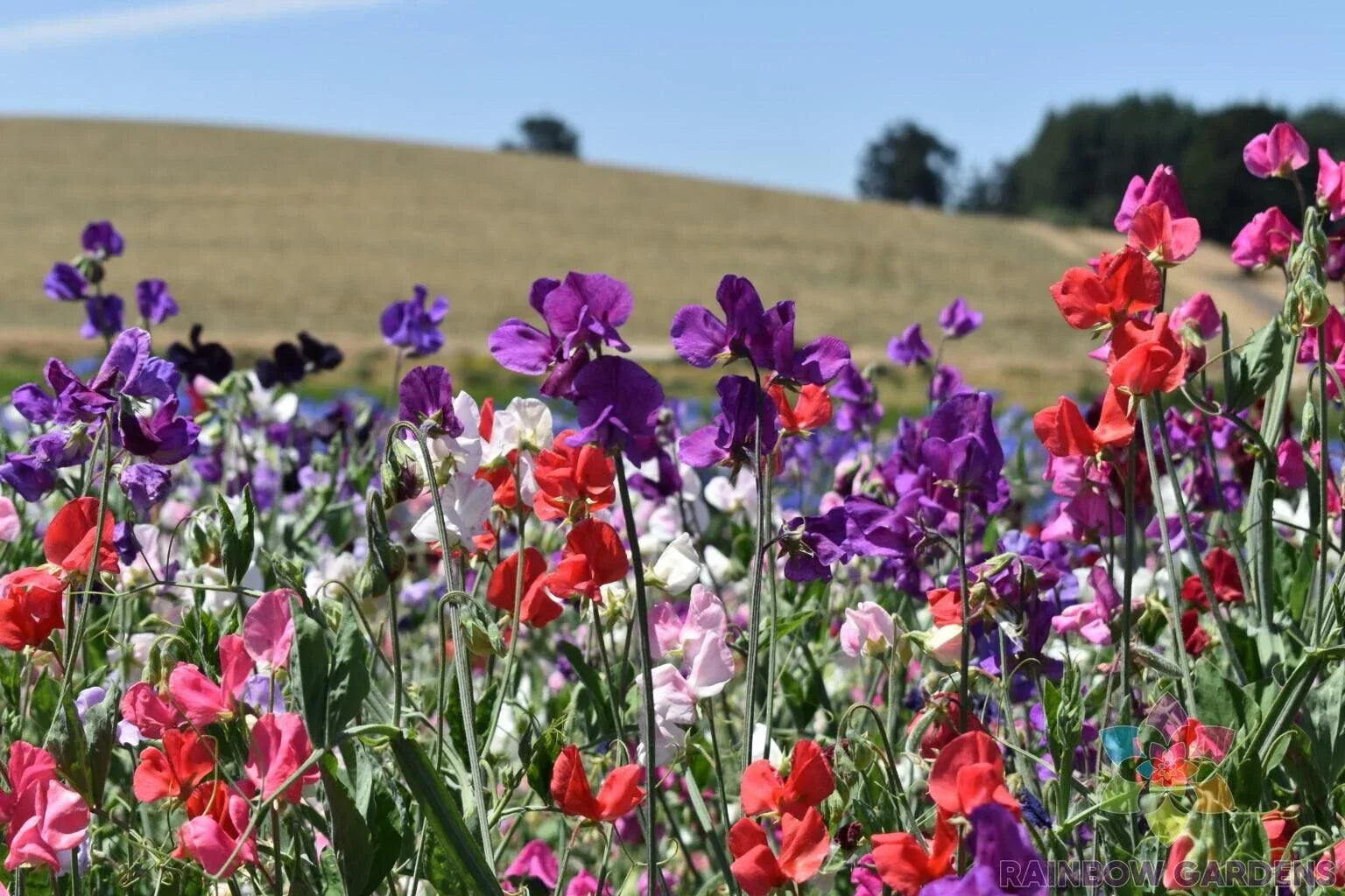 Knee-High Sweet Pea Seeds Mix - Lathyrus odoratus - Fragrant, Colorful Climbing Annual Seeds for Garden Planting