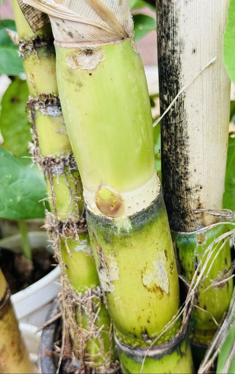 4 PCS Green Sugarcane Live Plants - Sweet Juicy Cuttings Ready to Grow