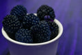 Organic Natchez Thornless Blackberry Cuttings - 6" Un-Rooted, Rubus fruticosus, Thornless, Perennial, Berry Garden Starter