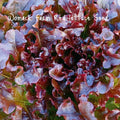 Salad Bowl Red Lettuce Seeds – Organic Heirloom Non-GMO, 150+ Fresh Gardening Seeds for Home Salad Garden, Lactuca sativa