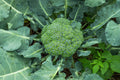 Waltham 29 Broccoli Seeds - Non-GMO Heirloom Brassica oleracea for Backyard Gardening, Vegetable Seeds Pack