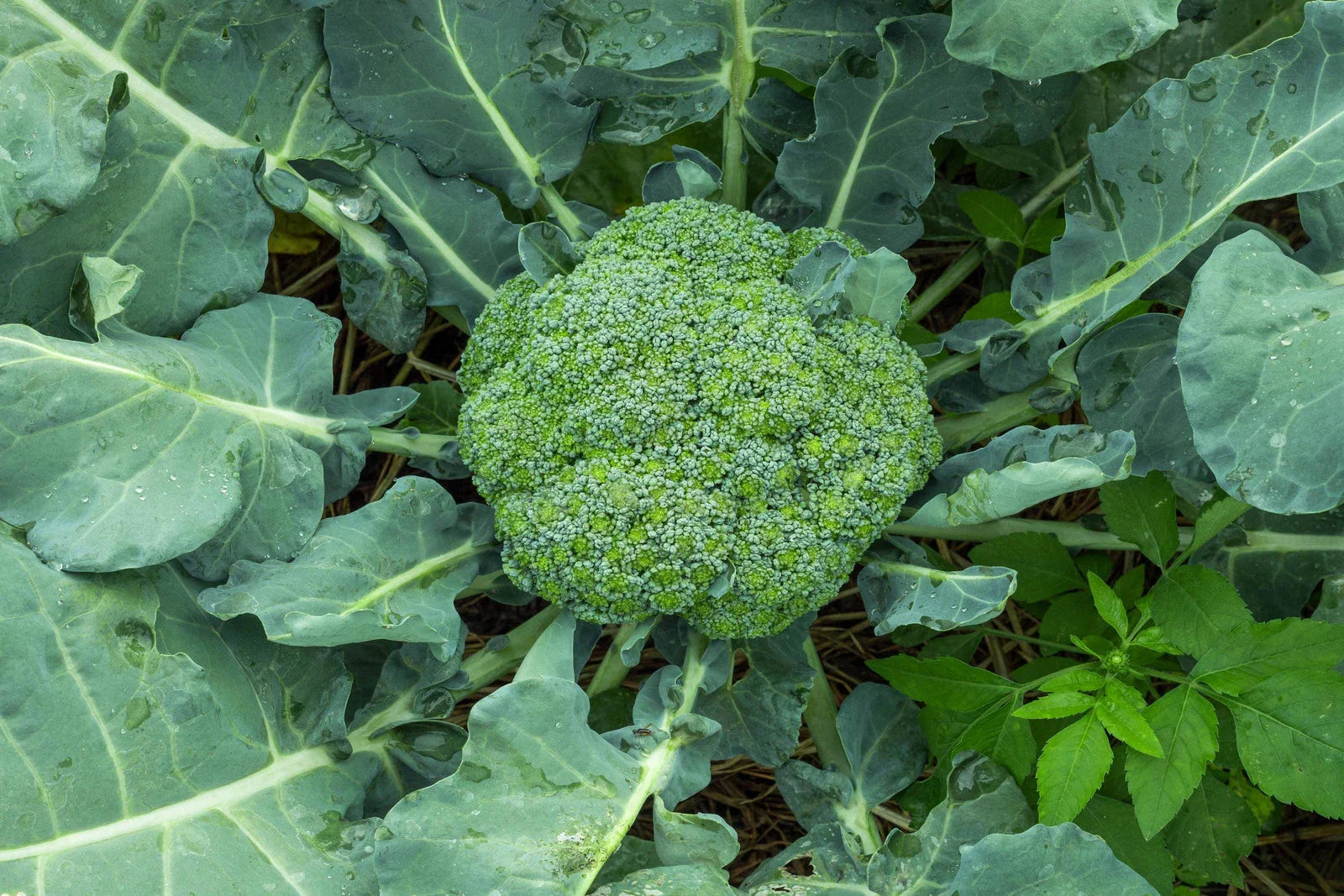 Waltham 29 Broccoli Seeds - Non-GMO Heirloom Brassica oleracea for Backyard Gardening, Vegetable Seeds Pack