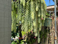 Burro's Tail Succulent Cuttings - Lot of 5, 4-inch Sedum morganianum trailing plant for hanging baskets