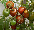 Black Prince Tomato Seeds - Organic Heirloom, Non-GMO, 100 Seeds for Home Gardening, Rich Flavor, Indeterminate, Solanum lycopersicum