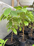 Well Rooted Soursop Tree 11-13 Inches Annona muricata Guanabana Plant Tropical Garden