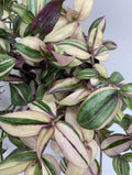 Variegated Tradescantia Zebrina Cuttings - Discolor Multicolor - 2 Stem Plant Propagation