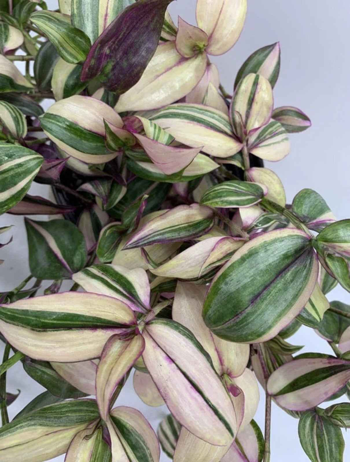 Variegated Tradescantia Zebrina Cuttings - Discolor Multicolor - 2 Stem Plant Propagation