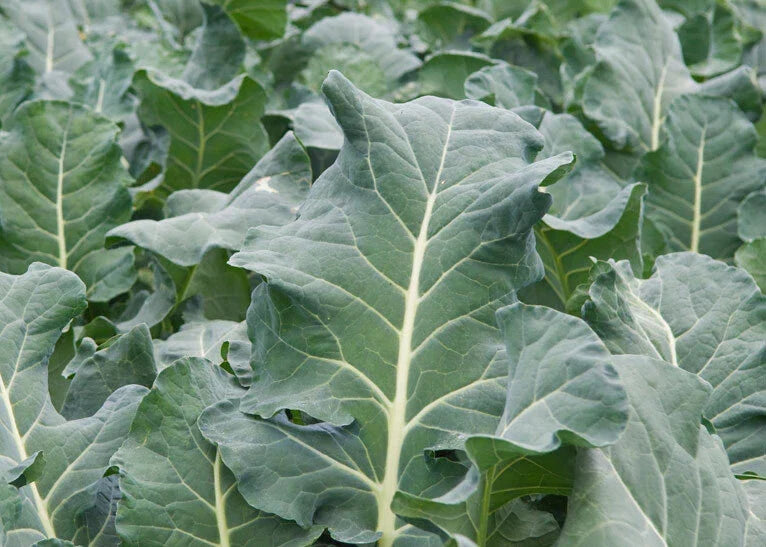 Collard Greens Seeds - Heirloom Vates Variety - Non-GMO, Edible Green for Salads and Cooking - Brassica oleracea var. acephala