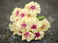 Phlox Seeds - 50 Perennial Flower Seeds - Yellow Pink Blooms - Phlox paniculata - Garden, Border, Flower Bed