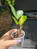 Variegated ZZ Plant in 2.5" Pot | Zamioculcas zamiifolia Chameleon | Indoor Houseplant