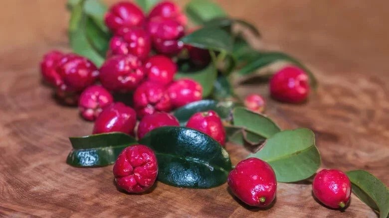Magenta Cherry Seeds - 10+ Pack for Garden Planting, Solanum lycopersicum, Vibrant Fruit, Non-GMO, USA Grown
