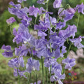 Royal Lavender Sweet Pea Seeds - 50+ Non-GMO Lathyrus odoratus Climbing Flower Seeds for Garden Planting