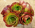 Succulent Cutting - Medium Size Aeonium 'Velour' - Rosette, Velvety Leaves, Indoor Garden, Propagation, Drought-Resistant