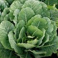 Georgia Southern Collard Greens Seeds - Heirloom Brassica oleracea for 2025 planting, large tender leaves, non-GMO vegetable seeds, bushy annual