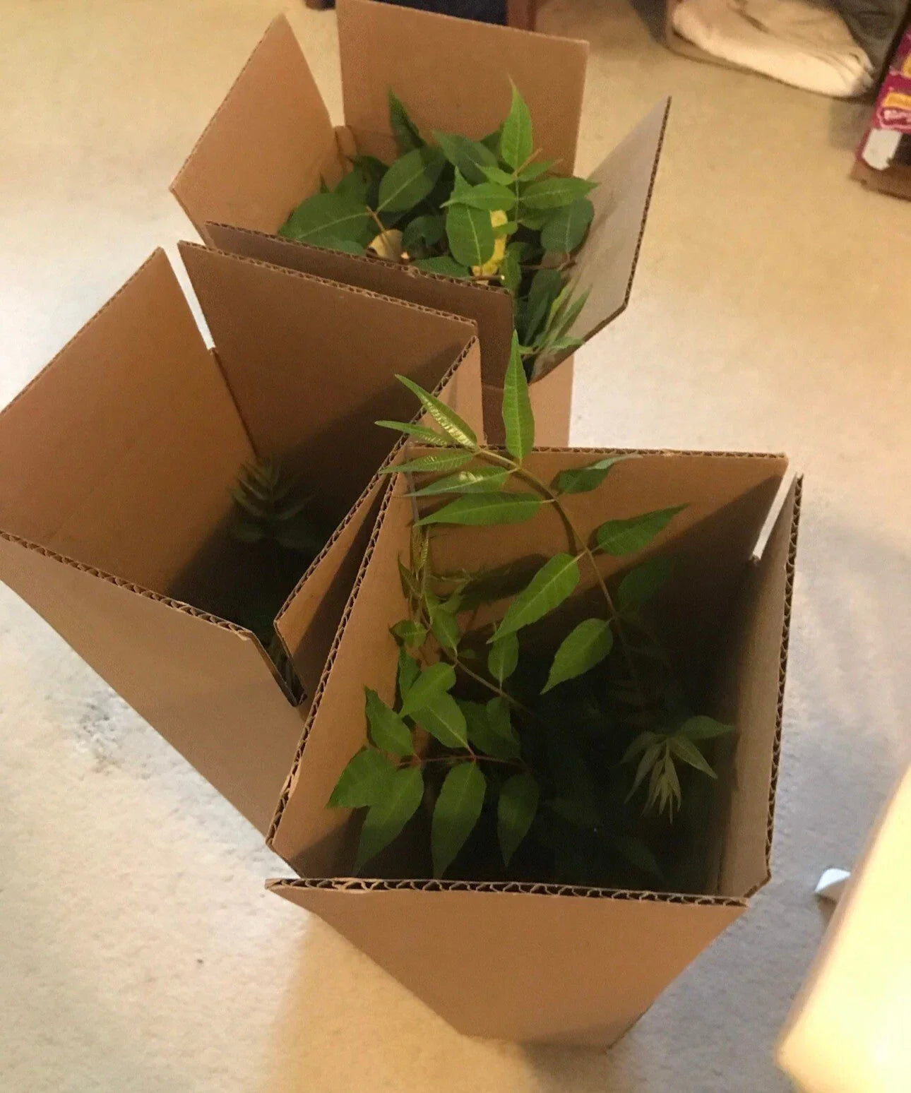 Chinese Toon Tree Seedlings - Bare Root 2-3 Years Old Edible Toona sinensis for Garden and Landscape
