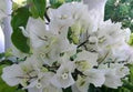 Bougainvillea Starter Plant - Rijnstar White Variety - Well Rooted Plug, Bougainvillea glabra, Tropical Vining Plant