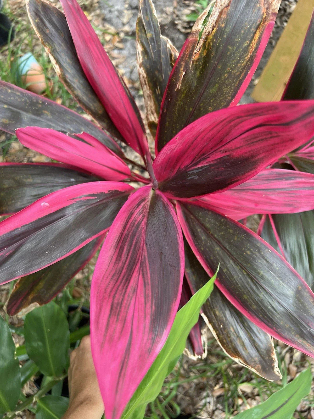 Hawaiian Ti Leaf Fresh Cuttings 6-Inch Hybrid Green Pink Red Cordyline fruticosa Set of 3