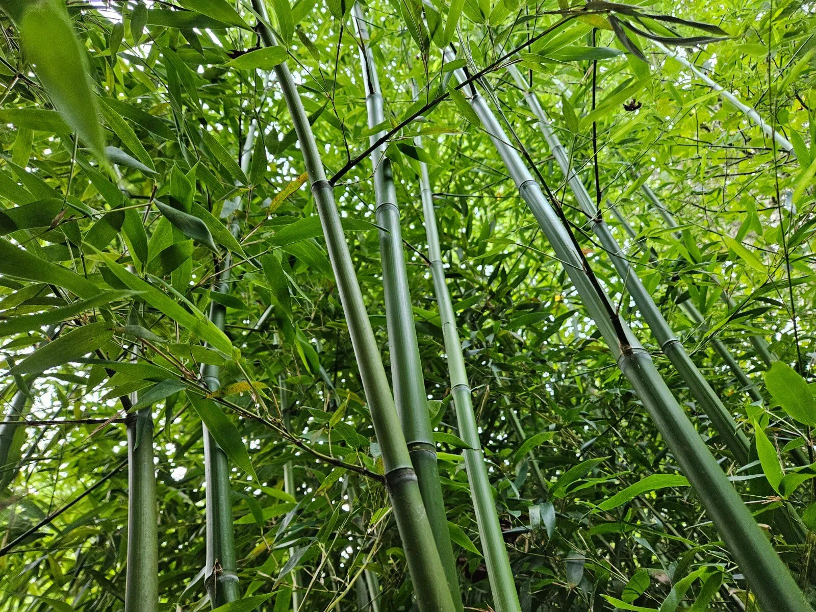 Live Rhizomes Madake Bamboo Privacy Screen - Phyllostachys bambusoides