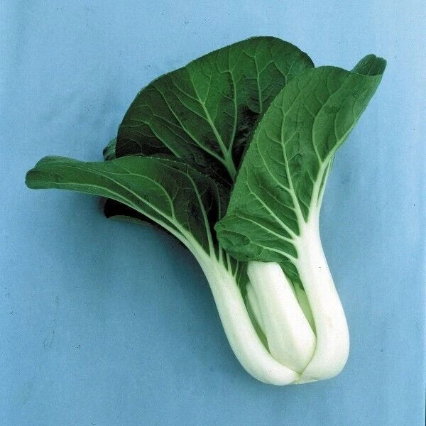 Cabbage Seeds Pack 600+ - Pak Choi White Stem, Heirloom, Non-GMO, Brassica rapa, Leafy Greens for Salad & Stir-Fry