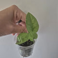 Mystery Pothos Houseplant 2-Inch Pot Epipremnum aureum Indoor Easy Care Trailing Plant