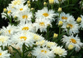 Shasta Daisy Seeds - 'Crazy Daisy' Perennial Flower Pack of 20 - Leucanthemum × superbum for Borders & Pollinator Gardens