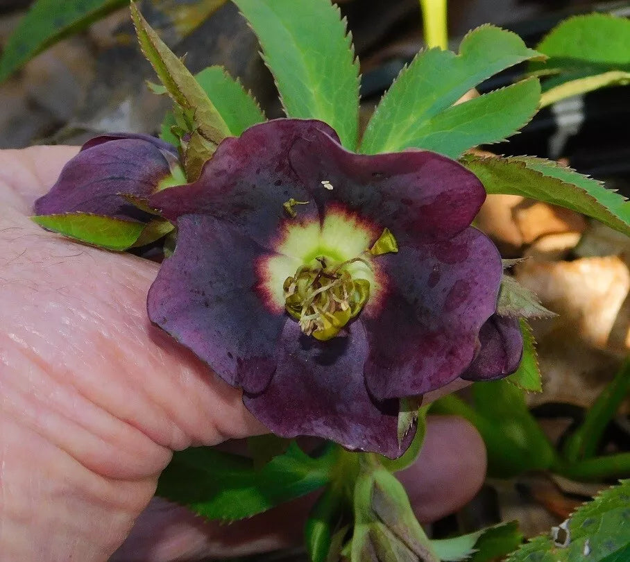 Hellebore Plants Mixed Seedlings - Colorful Perennial Blooms for Shade Gardens