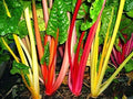 Swiss Chard Seeds - Bulk 2000 Seeds - Northern Lights Mix Heirloom Beta vulgaris subsp. cicla