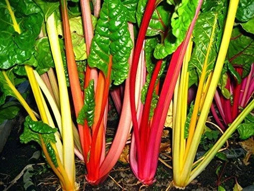 Swiss Chard Seeds - Bulk 2000 Seeds - Northern Lights Mix Heirloom Beta vulgaris subsp. cicla