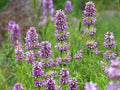 Lemon Mint Seeds - 100 Non-GMO Heirloom Herb Seeds - Mentha × piperita var. citrata for Culinary, Hummingbird Attraction