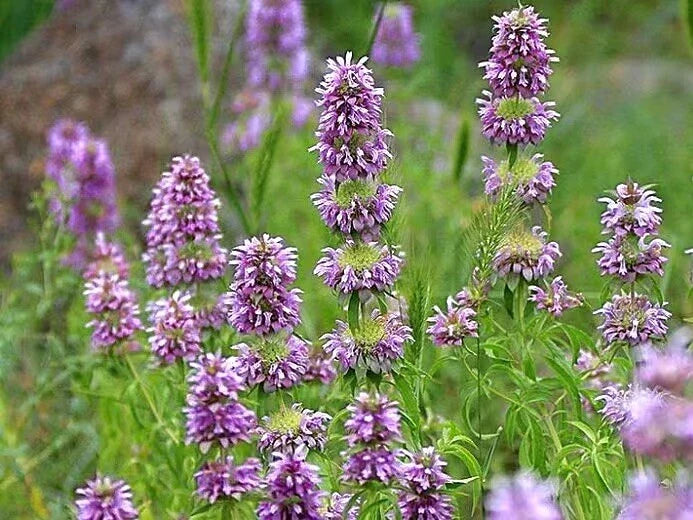 Lemon Mint Seeds - 100 Non-GMO Heirloom Herb Seeds - Mentha × piperita var. citrata for Culinary, Hummingbird Attraction