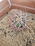 Echinocactus polycephalus Cactus 4-Inch Clustered Growth Arizona Snowcap Succulent Plant