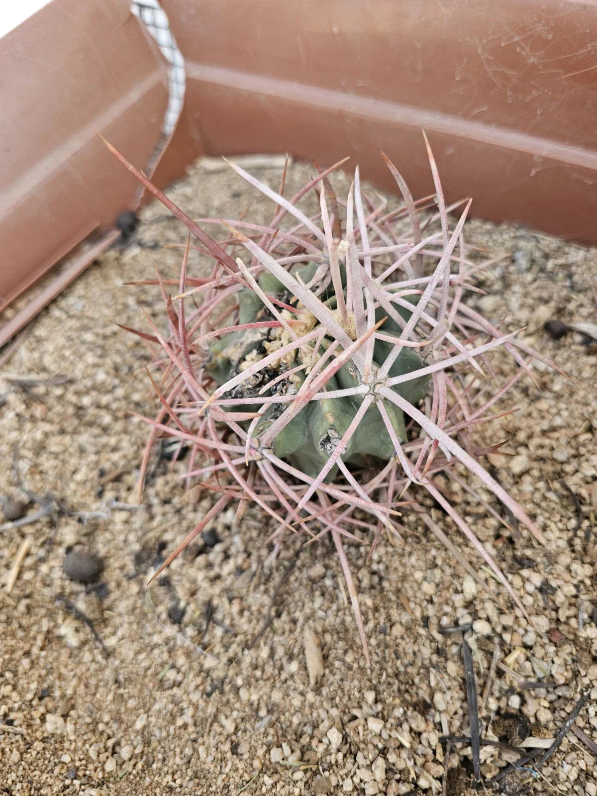 Echinocactus polycephalus Cactus 4-Inch Clustered Growth Arizona Snowcap Succulent Plant