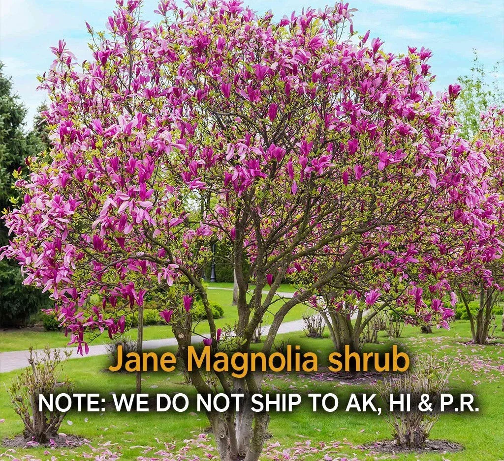 Jane Magnolia Shrub Live Plant – 2.5" Pot, Cold Hardy, Spring Blooms, Magnolia x Jane, Zones 4–7