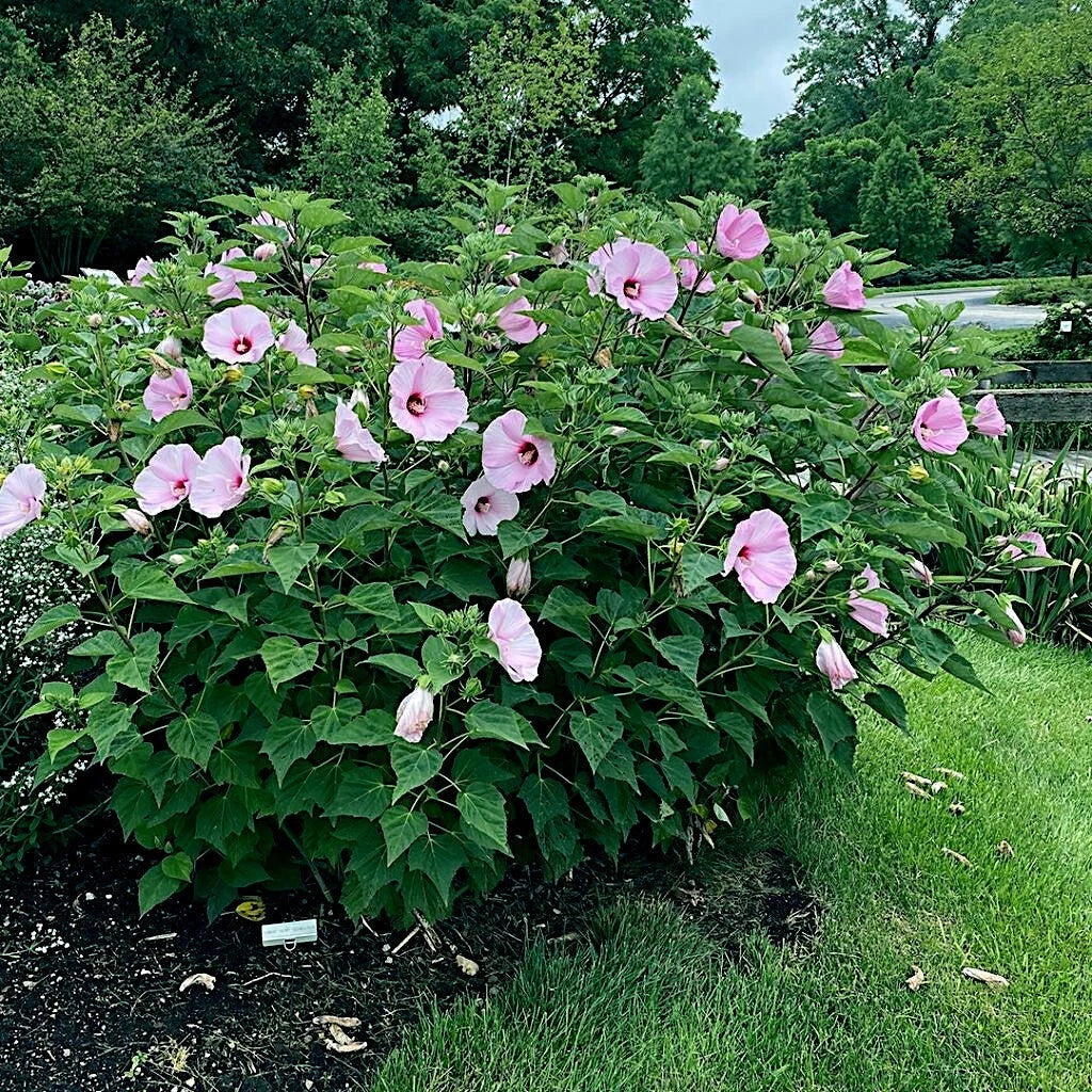 Pink Swamp Mallow Rose Seeds - 20 Large Flower Hardy Hibiscus Seeds for Garden, Perennial, Hibiscus moscheutos