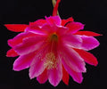 Epiphyllum 'Norwood' Unrooted Cutting - Rare Orchid Cactus Indoor Plant