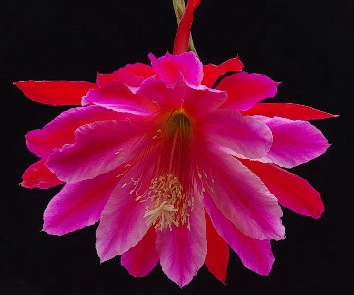 Epiphyllum 'Norwood' Unrooted Cutting - Rare Orchid Cactus Indoor Plant